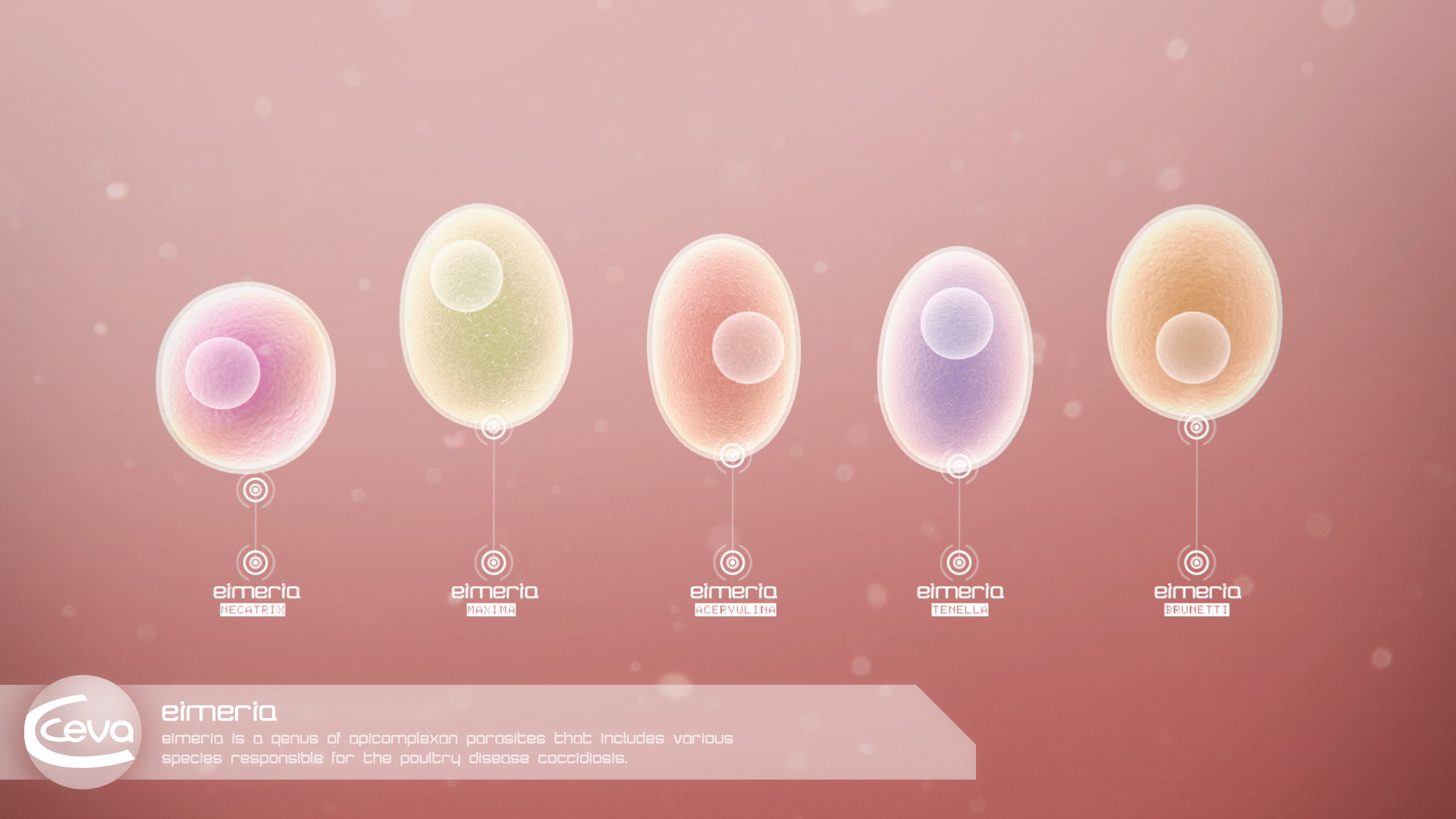 Bacterie